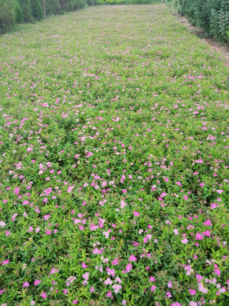 绣线菊，基地大量出售各种绣线菊，货源充足