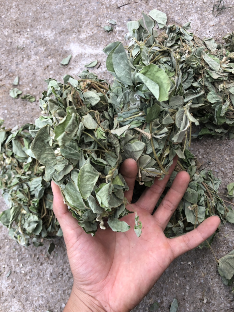 广西金钱草统货条子扎把的都有