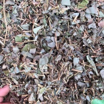 广西金钱草统货条子扎把的都有