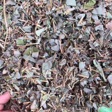 广西金钱草统货条子扎把的都有