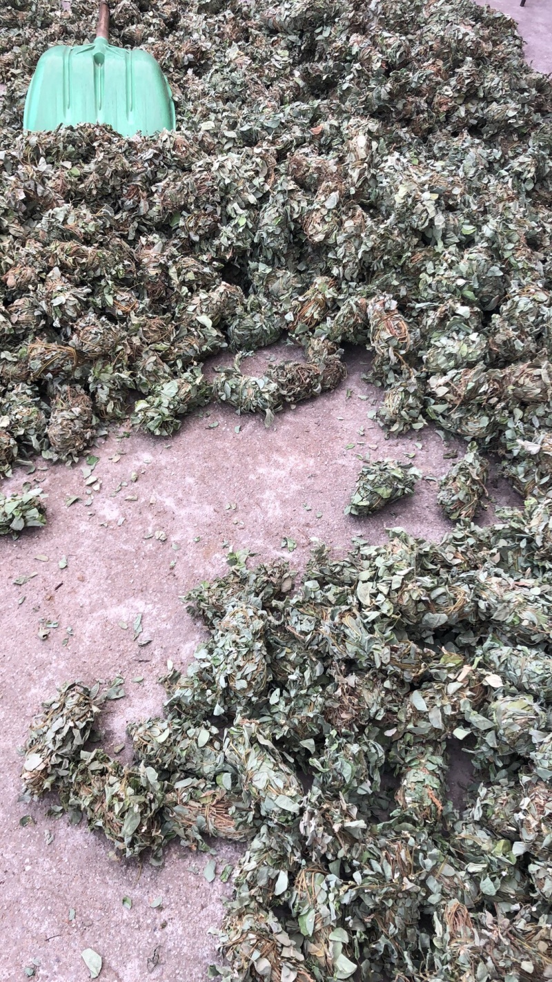 广西金钱草统货条子扎把的都有