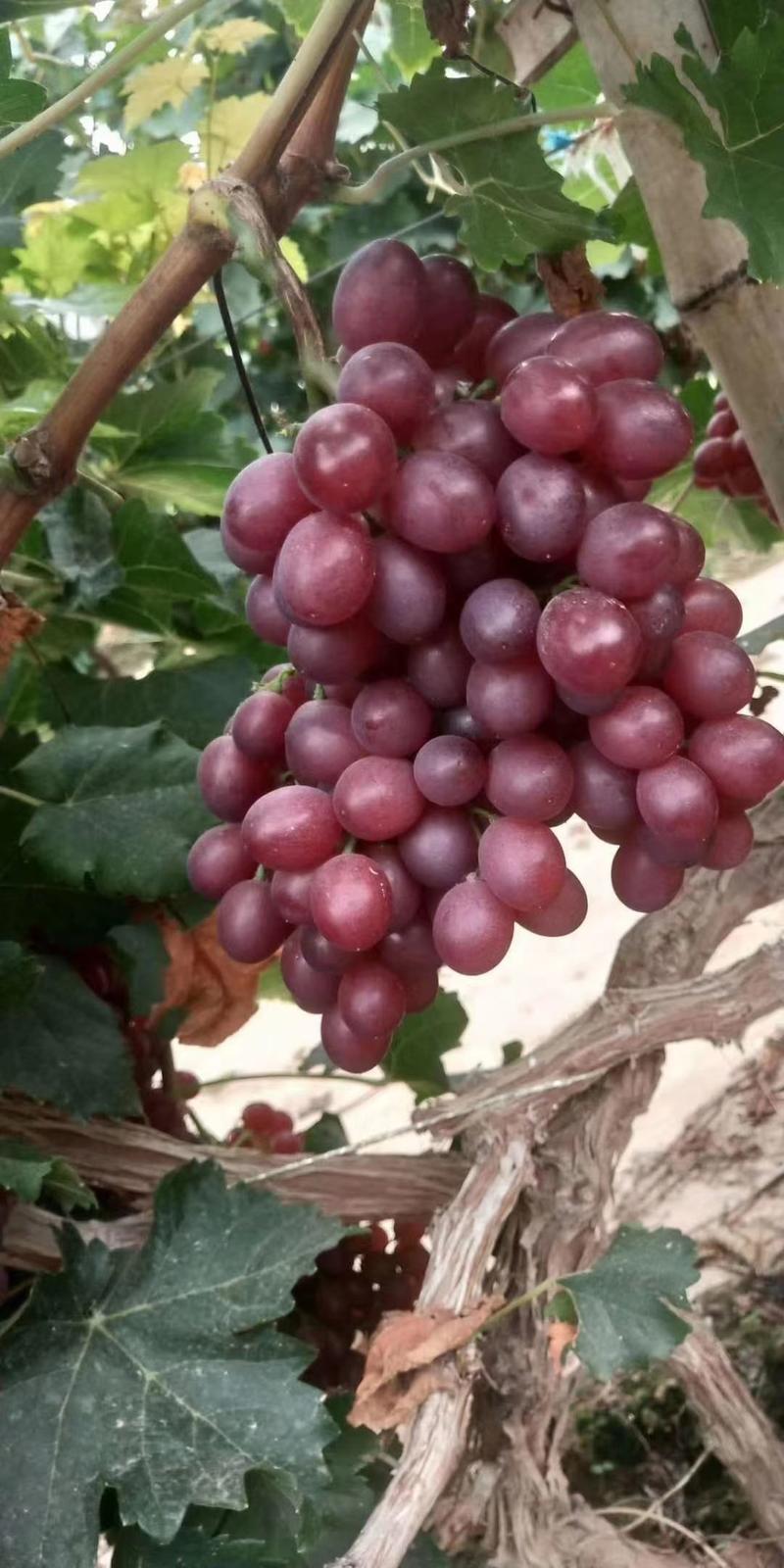 万亩葡萄基地产地直销巨峰葡萄红宝石葡萄大量上市了