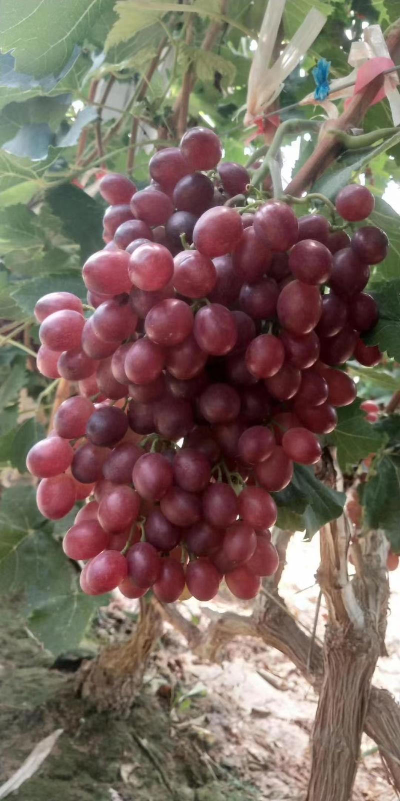 万亩葡萄基地产地直销巨峰葡萄红宝石葡萄大量上市了