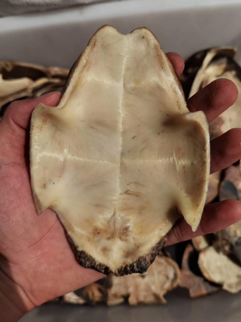 龟板醋龟板旱龟板草龟板非巴西龟正品可药检质量保证