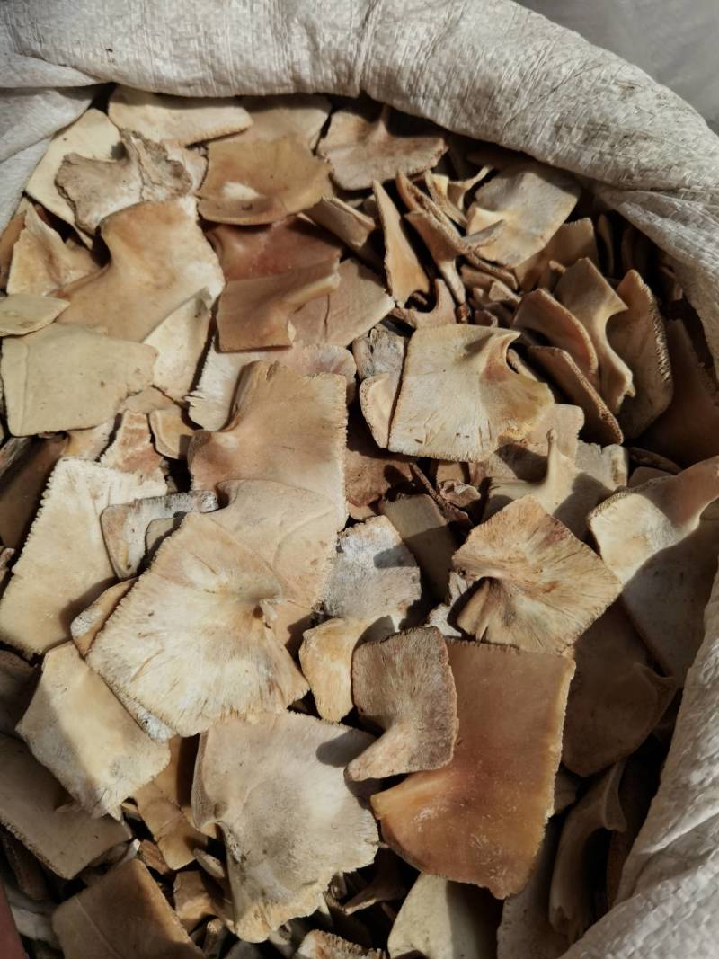 龟板醋龟板旱龟板草龟板非巴西龟正品可药检质量保证