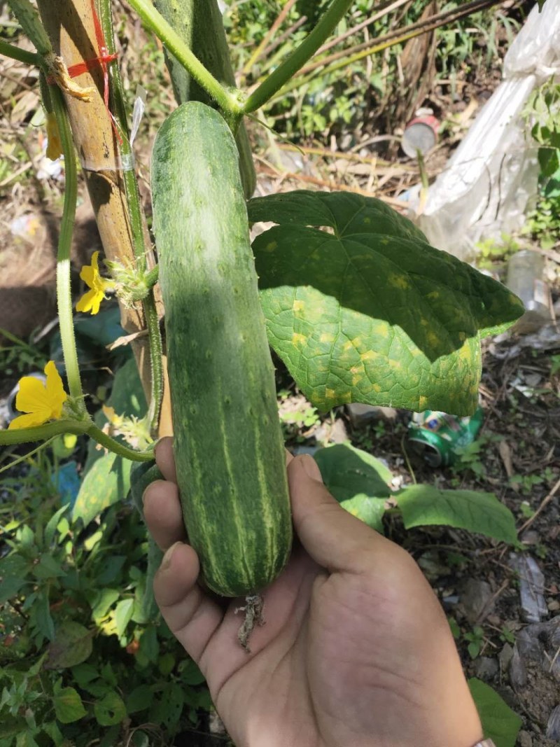 黄瓜优质黄瓜大量上市自己一手货源质量有保障欢迎咨询
