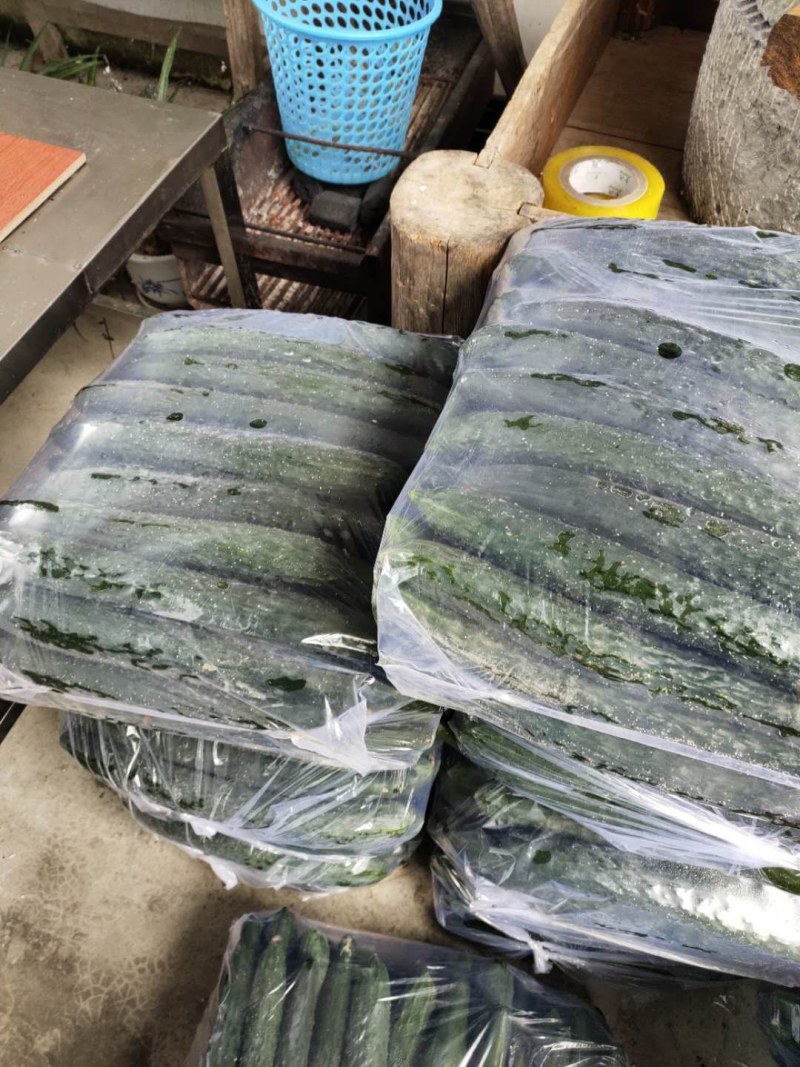 黄瓜优质黄瓜大量上市自己一手货源质量有保障欢迎咨询