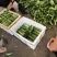 黄瓜优质黄瓜大量上市自己一手货源质量有保障欢迎咨询