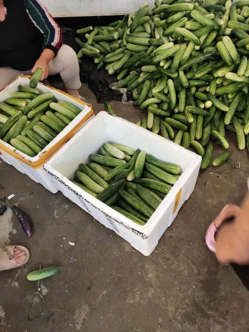 黄瓜优质黄瓜大量上市自己一手货源质量有保障欢迎咨询
