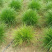 青绿苔草各种绿化苗木基地直发价格优惠量大从优