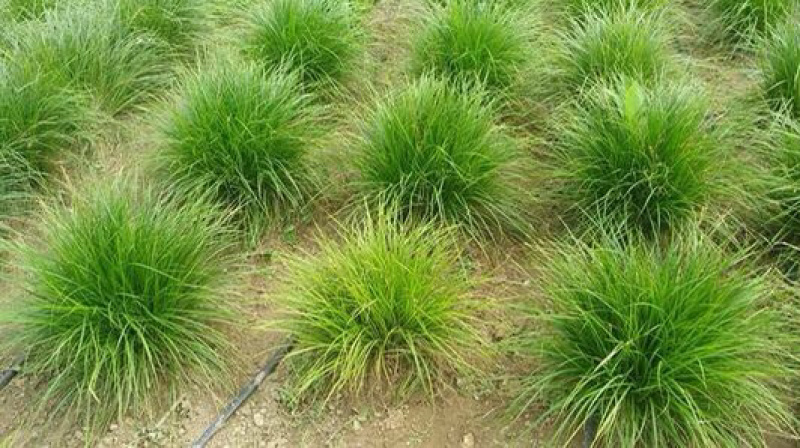 青绿苔草各种绿化苗木基地直发价格优惠量大从优