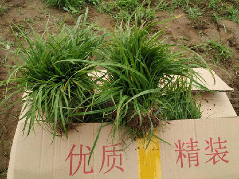 青绿苔草各种绿化苗木基地直发价格优惠量大从优
