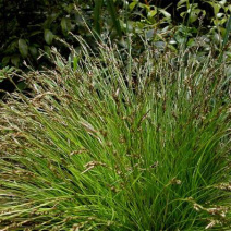 青绿苔草各种绿化苗木基地直发价格优惠量大从优