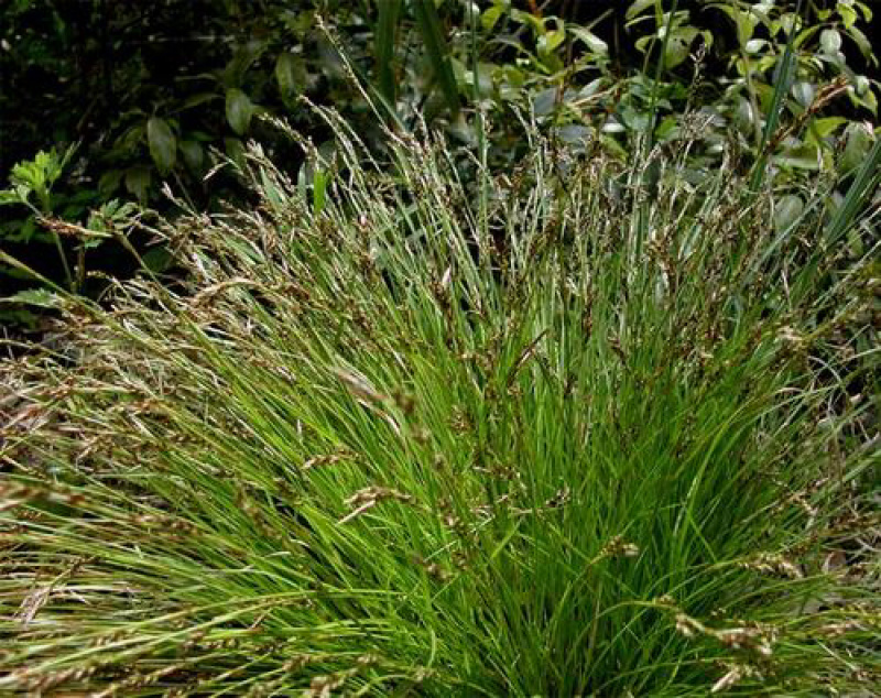 青绿苔草各种绿化苗木基地直发价格优惠量大从优