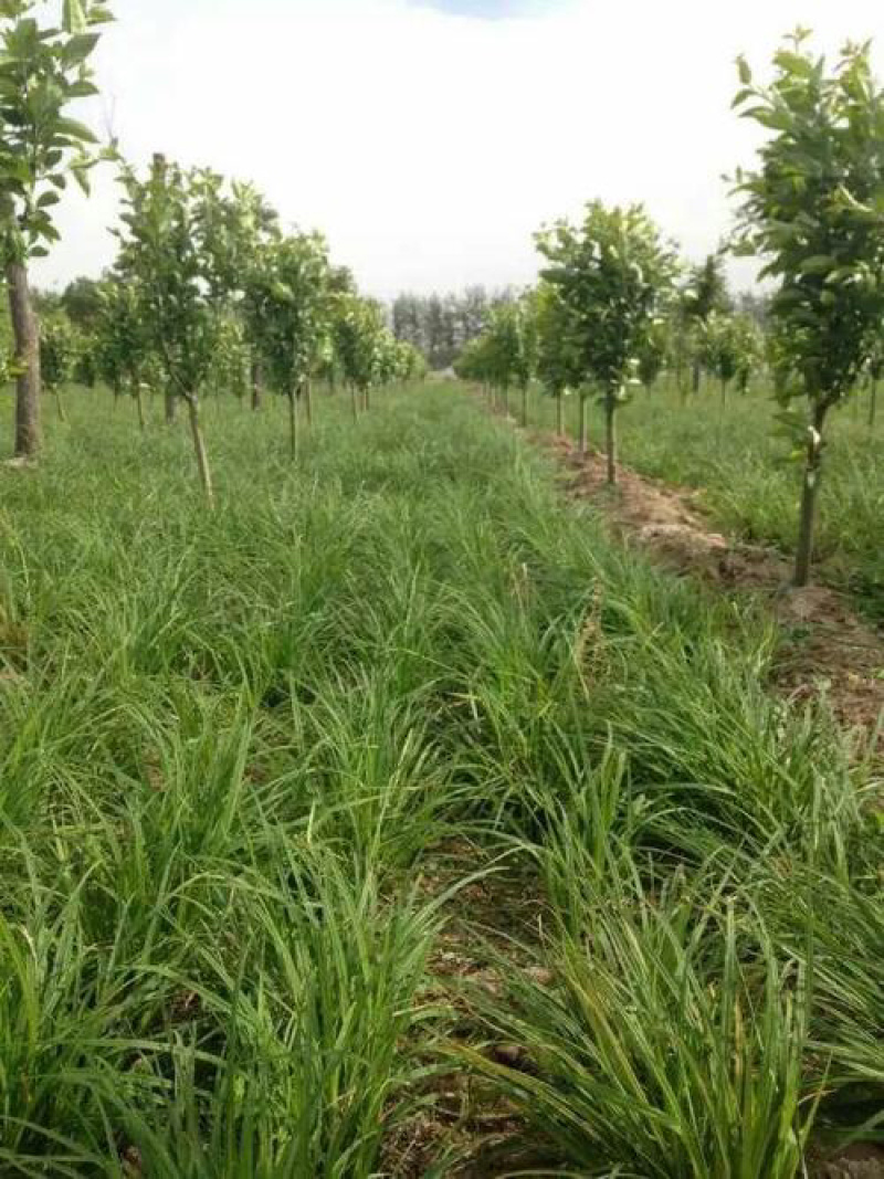 青绿苔草各种绿化苗木基地直发价格优惠量大从优