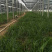 青绿苔草各种绿化苗木基地直发价格优惠量大从优