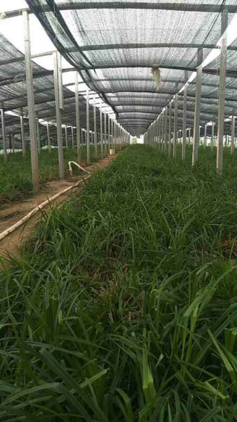 青绿苔草各种绿化苗木基地直发价格优惠量大从优