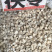 云南新货无硫茯苓过筛的