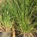 青绿苔草各种绿化苗木基地直发价格优惠量大从优