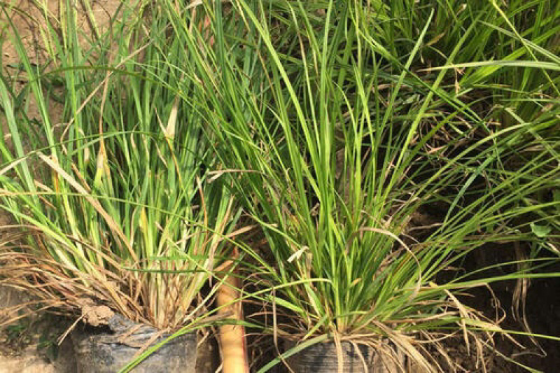 青绿苔草各种绿化苗木基地直发价格优惠量大从优