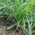 青绿苔草各种绿化苗木基地直发价格优惠量大从优