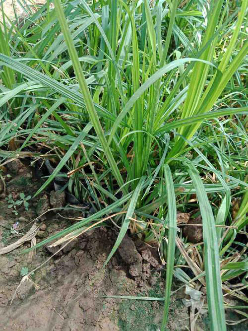 青绿苔草各种绿化苗木基地直发价格优惠量大从优