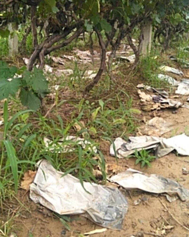 5-8年占地葡萄树，需要的联系