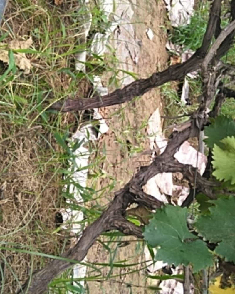 5-8年占地葡萄树，需要的联系