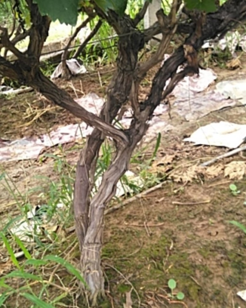 5-8年占地葡萄树，需要的联系