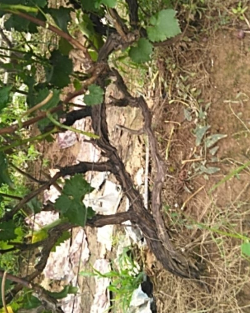 5-8年占地葡萄树，需要的联系