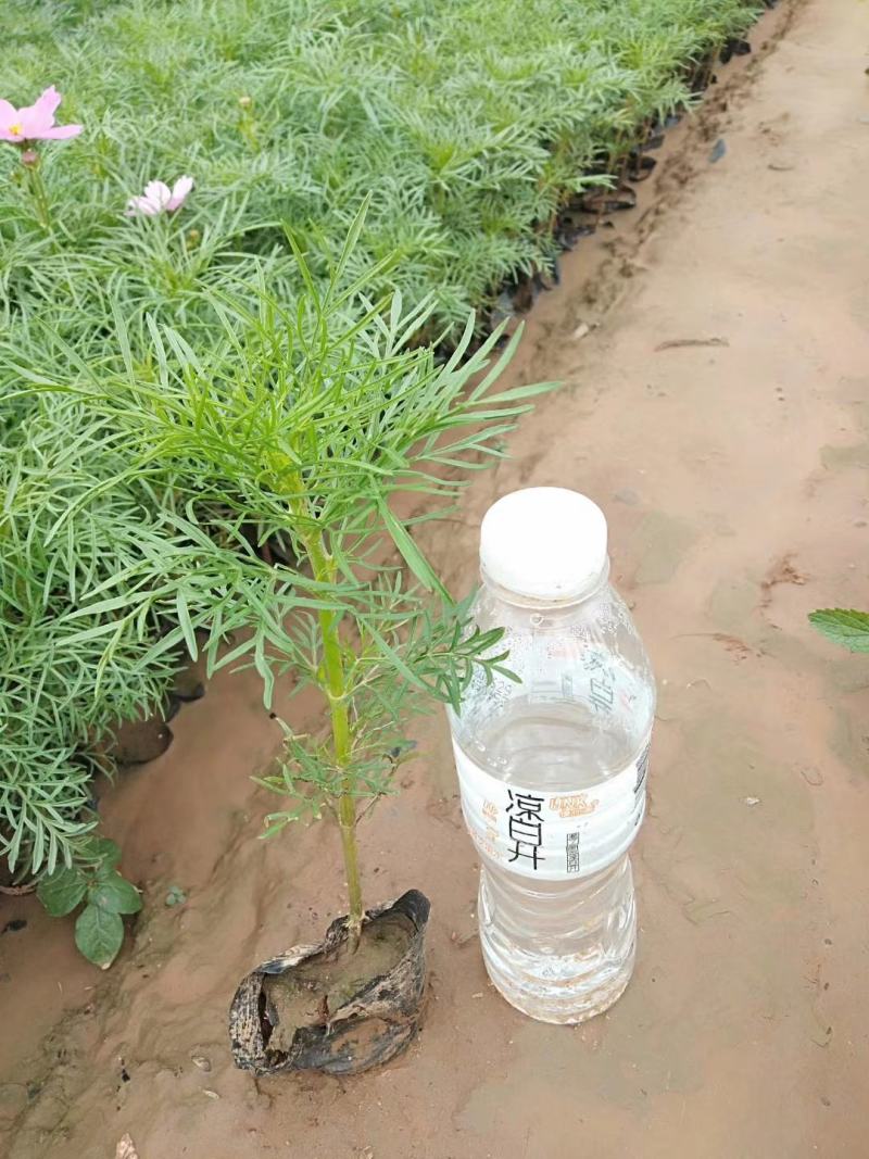 大叶黄杨苗50~60cm。物美价廉