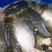 大型水库鲤鱼淡水养殖支持视频看货量大从优