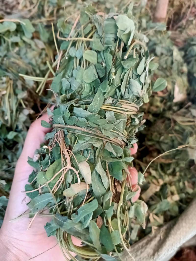 广西野生鸡骨草藤益肝叶鸡骨草茶西相思叶500g中药广东煲