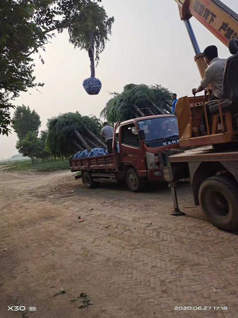 纯旱柳8-15公分河北保定市旱柳种植基地