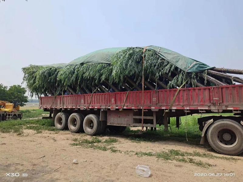 纯旱柳8-15公分河北保定市旱柳种植基地