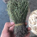 新货野生独脚金扎小把的精品