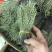 新货野生独脚金扎小把的精品