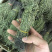 新货野生独脚金扎小把的精品