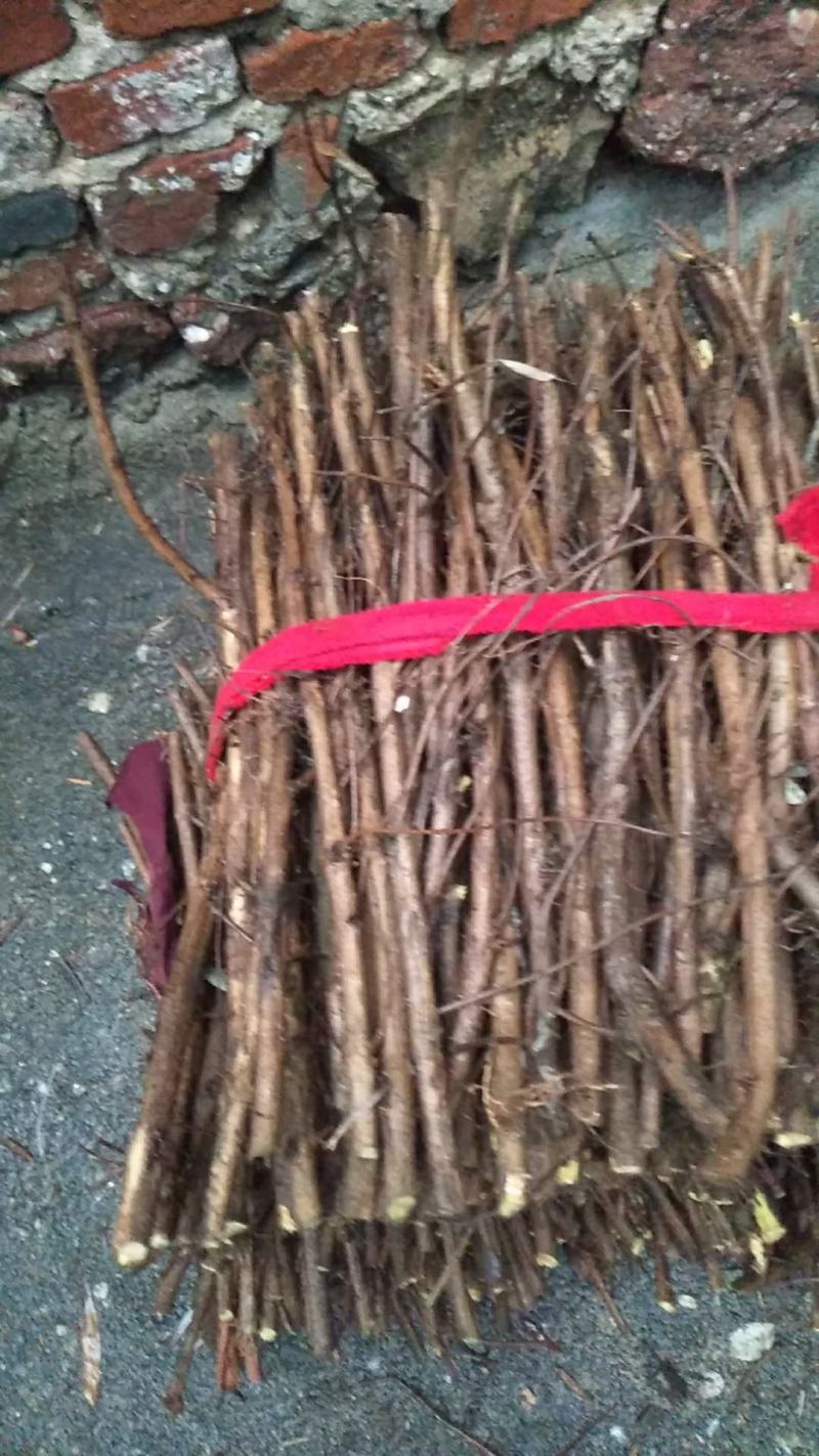 江西单叶蔓荆子枝条，水捻子枝条，长度可以定
