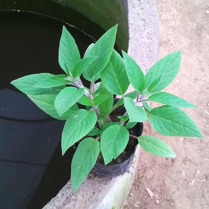 各种宿根花卉鼠尾草等基地直发价格优惠