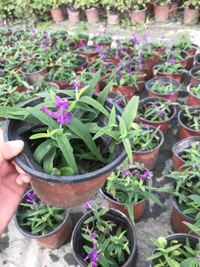 各种宿根花卉鼠尾草等基地直发价格优惠