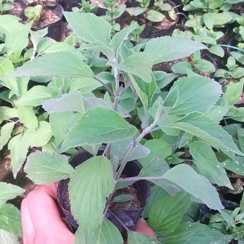各种宿根花卉鼠尾草等基地直发价格优惠