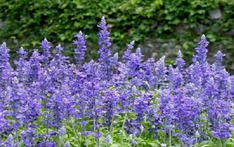 各种宿根花卉鼠尾草等基地直发价格优惠