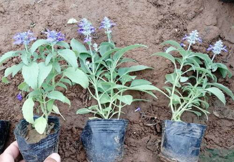 各种宿根花卉鼠尾草等基地直发价格优惠