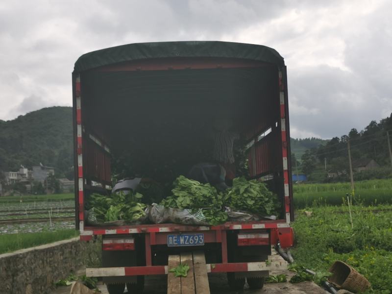 贵州兴仁500亩坝区丶绿叶青菜