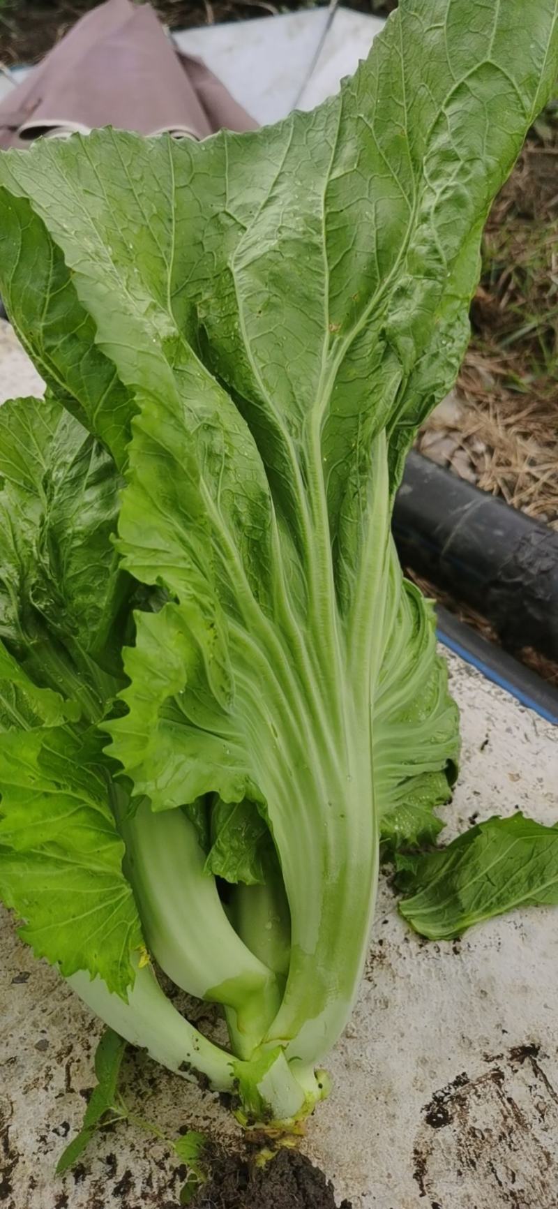 贵州兴仁500亩坝区丶绿叶青菜