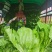 贵州兴仁500亩坝区丶绿叶青菜