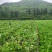 贵州兴仁500亩坝区丶绿叶青菜