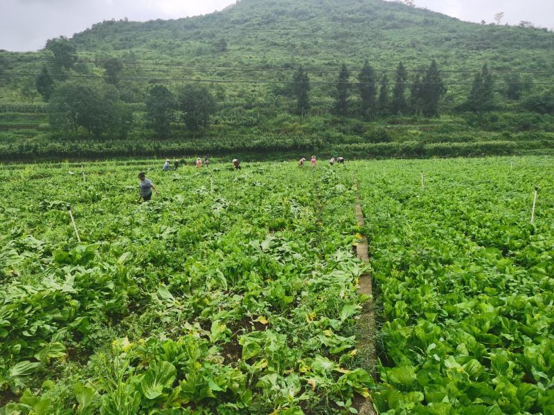 贵州兴仁500亩坝区丶绿叶青菜