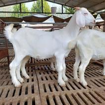 美国大白羊，怀孕母羊，基础母羊，种公羊购买送养殖资料
